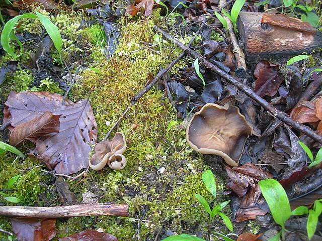 Alla ricerca della spugnola acuminata